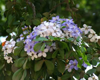 Lignum Vitae