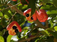 The Ackee